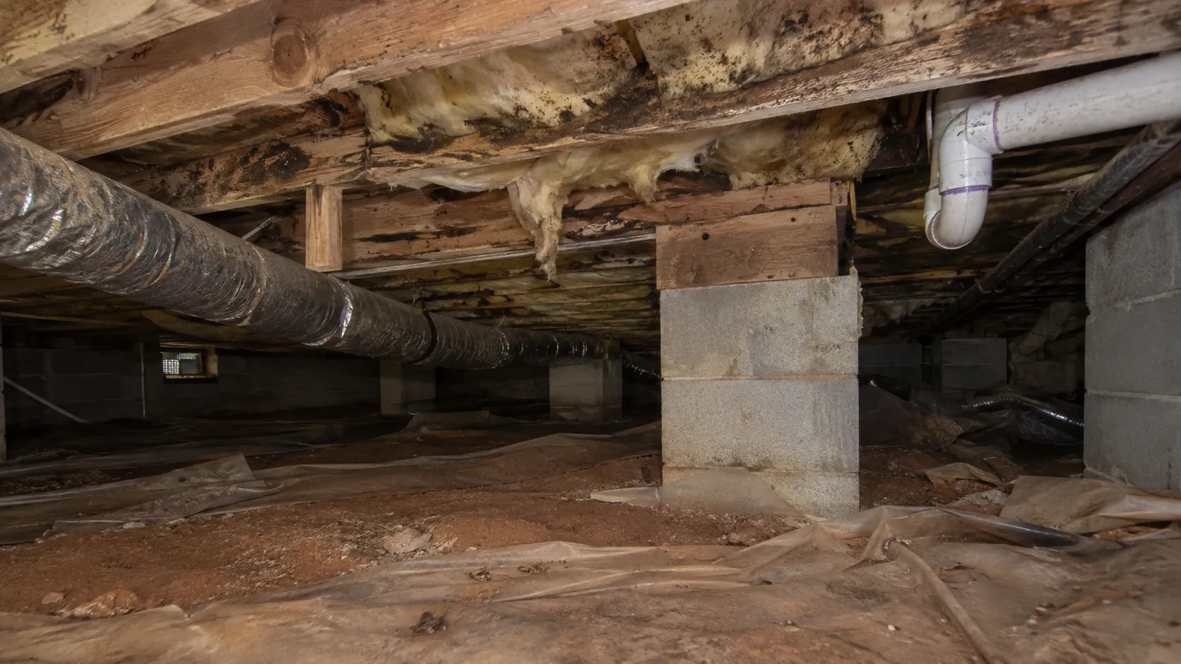 Dark mold growth on crawl space floor joists and insulation before remediation